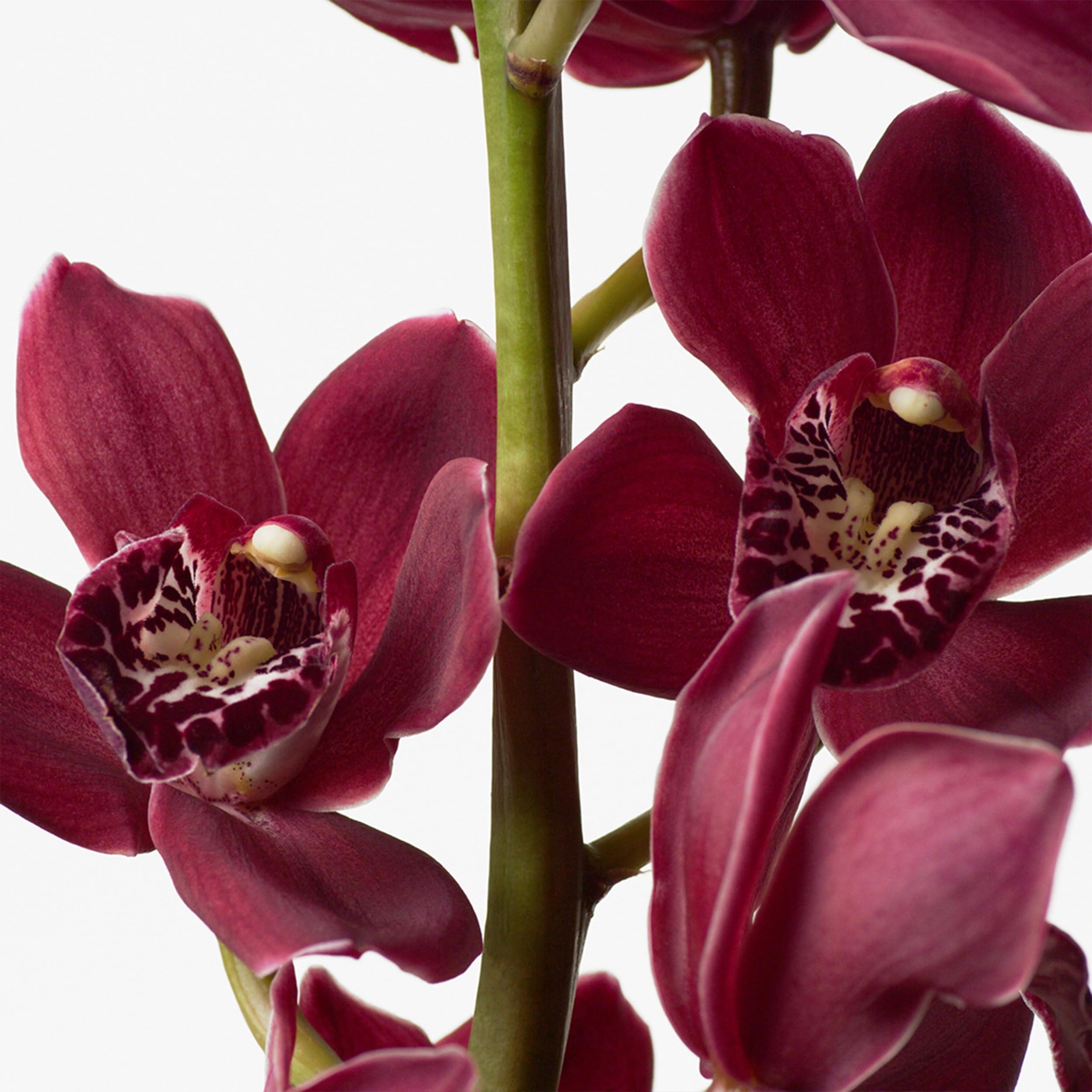 Calvin Klein Calvin Klein Euphoria Body Lotion With Notes of Pomegranate, Black Orchid, Lotus Blossom & Mahogany Wood 6.7 fl oz.