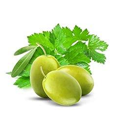 Fruits and Passion Fruits & Passion [Cucina] Coriander & Olive Tree Hand Soap (6.76 fl oz) - Luxury Scented Kitchen Liquid Hand Soap, Vegan, Natural Moisturizing Hand Wash in Premium Glass Hand Soap Dispenser