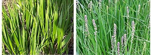 FRANCOISE FRANCOISE: 100% Volufiline Ampoule 10ml(0.3oz) France SEDERMA : For tightening FACE and body, Improve Skin Elasticity, Wrinkle Improvement.