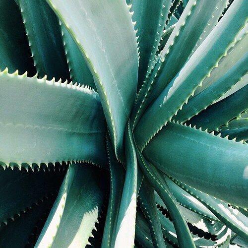 Agave HEALING OIL Agave Vapor Infusion Heat-Activated Leave-In Conditioner for Smooth Hydrated Hair, 3 fl oz