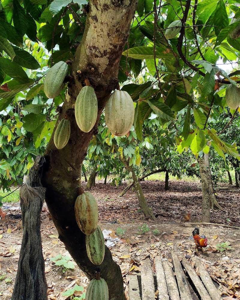 Generic Generic Gres Cacao - Graisse Cacao - Gres koulev - Haiti (4 Oz)