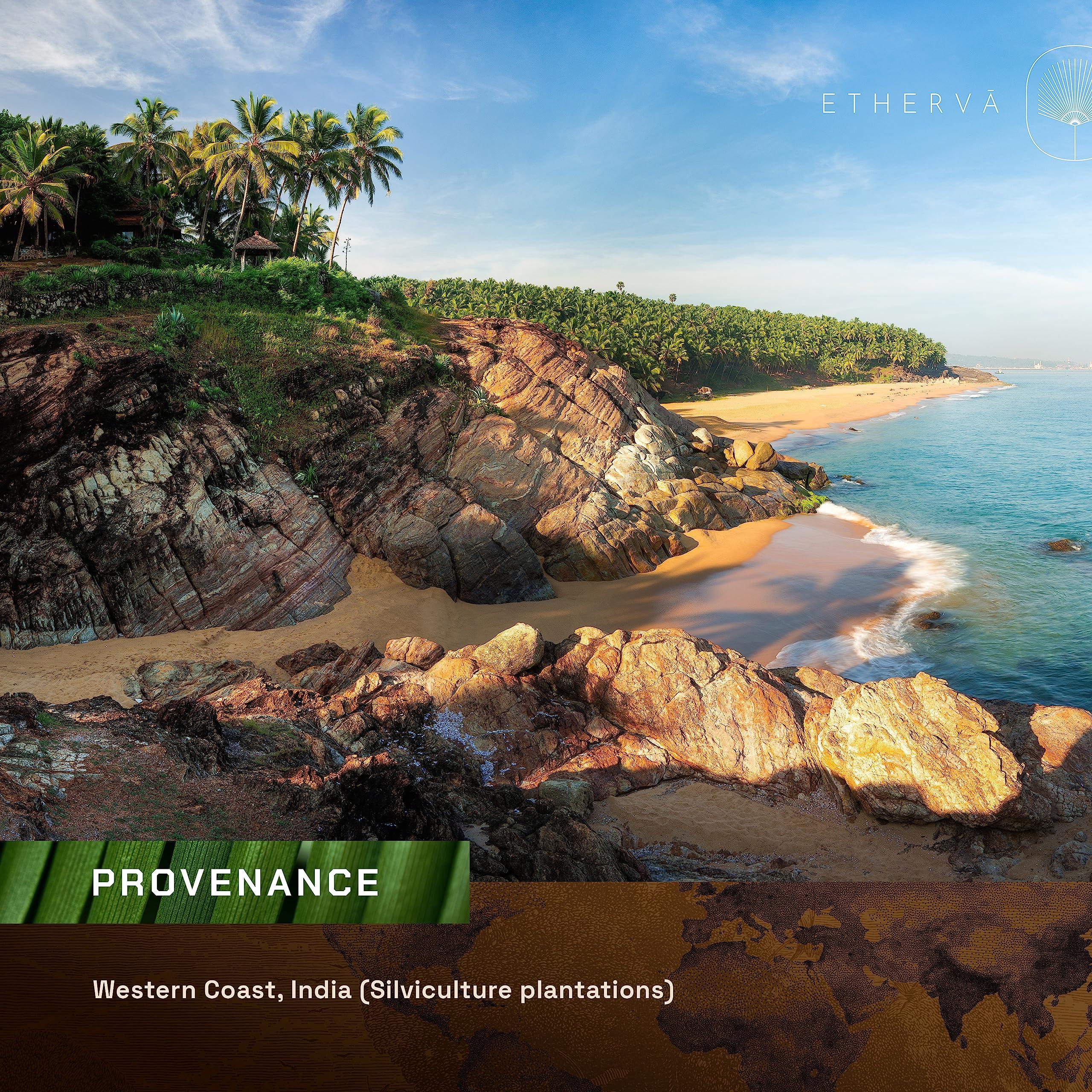 ETHERVA ETHERVA Cold Pressed Tamanu Oil | Bulk DIY Pack | Unrefined, Raw, Wild Grown Organic Tamanu Seeds | Vegan | Carrier Oil For Skin, Body, Scalp, Hair | For Whipped Creams | Glass Bottle 17.5 Fl Oz