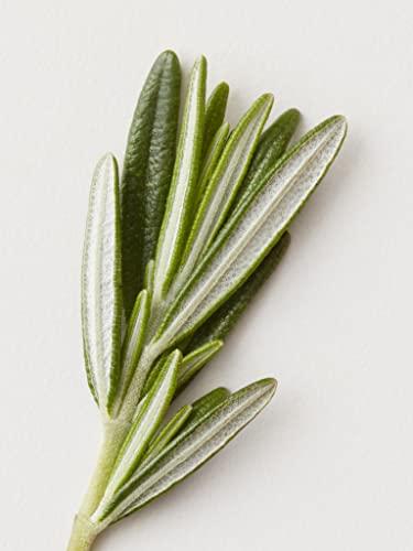 AG Care AG Care Conditioning Mist Detangling Spray, 12 Fl Oz