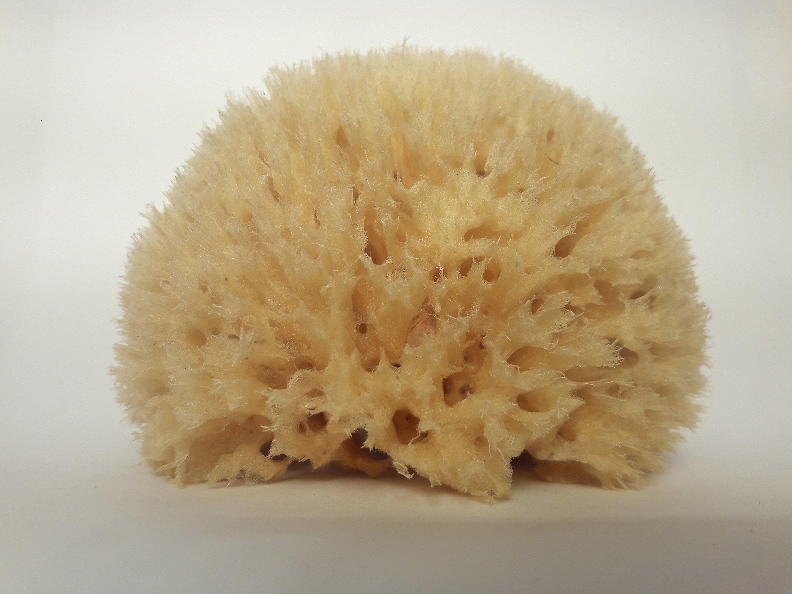 Croll & Denecke Croll & amp; Denecke Naturschwamm P130 Premium