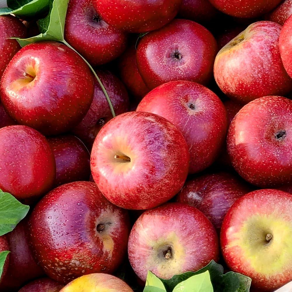 Bnature\'s Annurca Rich Hypoallergenic Hair Loss Relief Shampoo with Anuka Apple Extract. 16.23 FL OZ. Sensitive Scalp Care and Cleansing