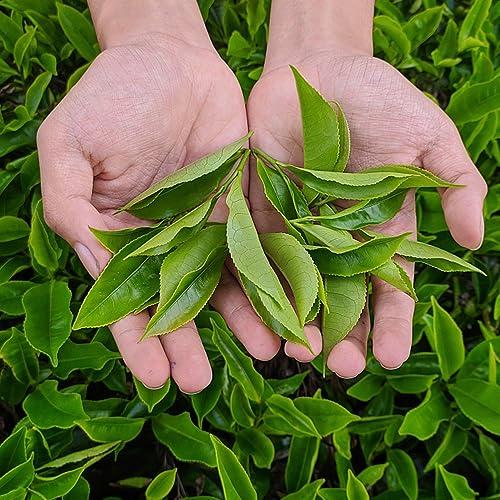 RIGHTMELL Natural Foot Soak Salt - Foot Treatment Soothes Athletes' Feet, Relieves Foot Odor and Ttchiness -9 Ounce