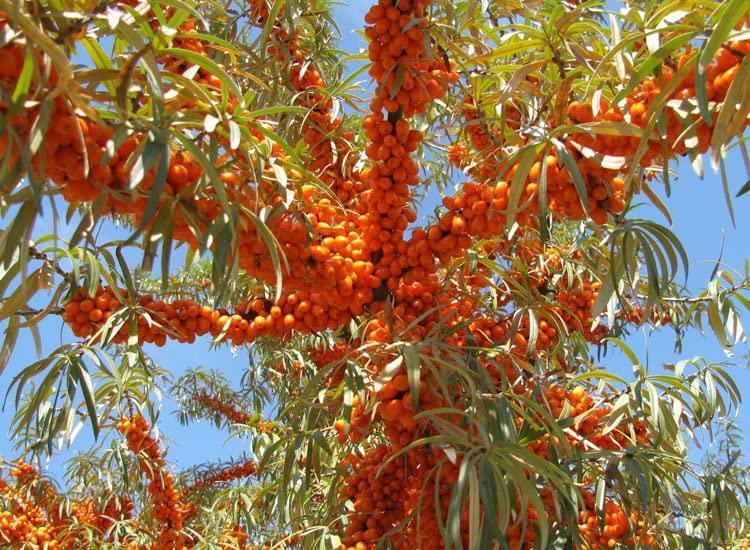 MeXmoB 2pcs Lip Lightening for Dark Lips Lip for Smokers Dark Lip Treatment Lightening Cream for Pink Lips Lip Lightener for Smoker Lips Lip Lightening balm for Men and Women (Orange)