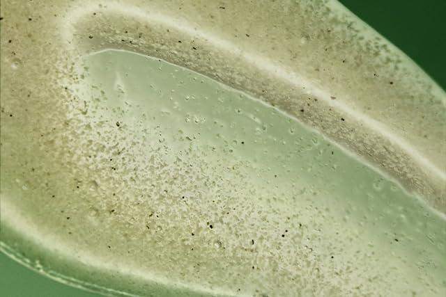 Aesop Aesop Geranium Leaf Exfoliating Body Scrub | Smooth, Soft, Hydrated Skin | 6.2 oz / 180mL