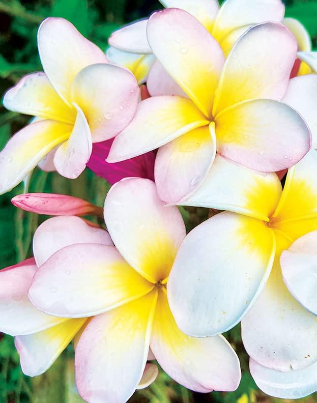 Island Soap & Candle Works Island Soap and Candle Works Plumeria Blossom Scented Body Lotion for Men and Women, Paraben Free Body Moisturizer - Hydrating Hawaiian Skincare - 8.5 Fl Oz. Bottle