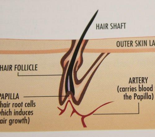 Bare & Beautiful Bare & Beautiful Hair Removal Epilator