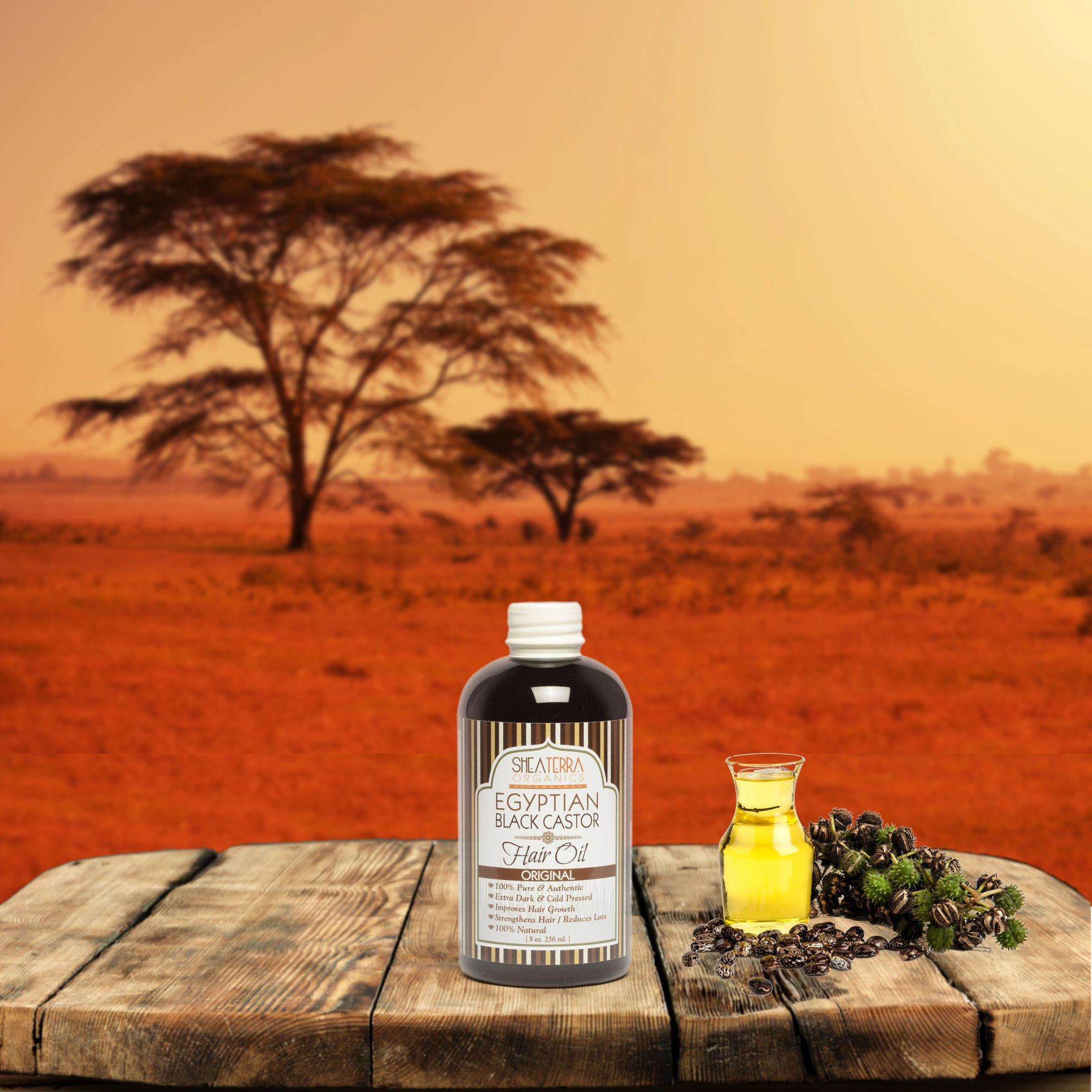 Shea Terra Organics Shea Terra Organics 100 Percent Pure Egyptian Black Castor Extra Virgin Oil | All-Natural Strengthening and Conditioning Hair Oil for Healthy Hair Growth and Scalp– 8 oz