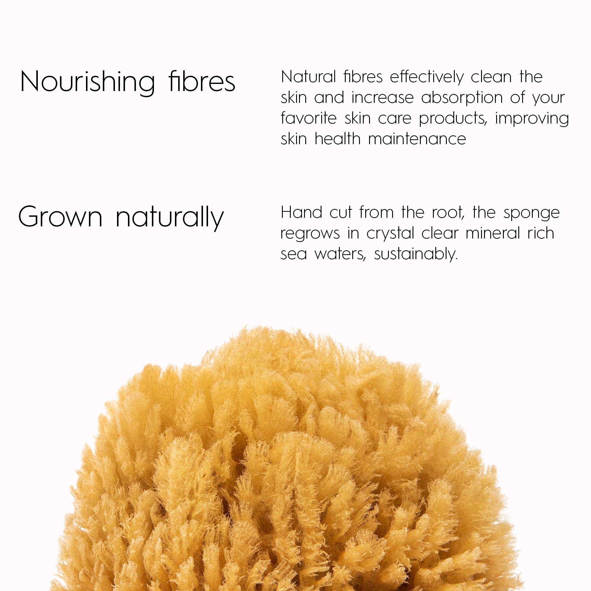Naroa NAROA Natural Shower Sponge in Gift Box | Exfoliating Real Sea Loofah for Bath 4.5-6\" | Body Scrubber for Men Women