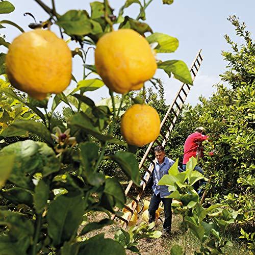 Weleda WELEDA Citrus Bath Milk, 200 ML