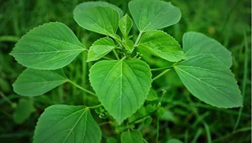 Neotea Neotea Acalypha Indica Powder | Indian Acalypha | Indian Mercury | Indian Copperleaf | Indian Nettle | Three-seeded Mercury | Kuppaimeni - 300 Grams