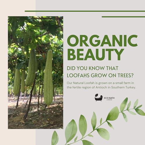 Eco Bath London Eco Bath London Home Grown Natural Loofah - Premium Exfoliating Bath Sponge, Shower Puff, and Body Scrubber for Smooth, Radiant Skin (25\")