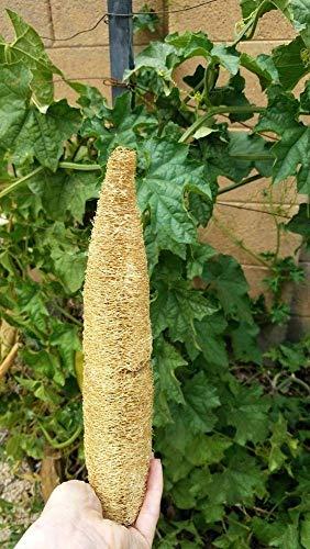 GNR Threesome Ridge Ground Fiber Natural Loofah, 4 Pieces Family Pack