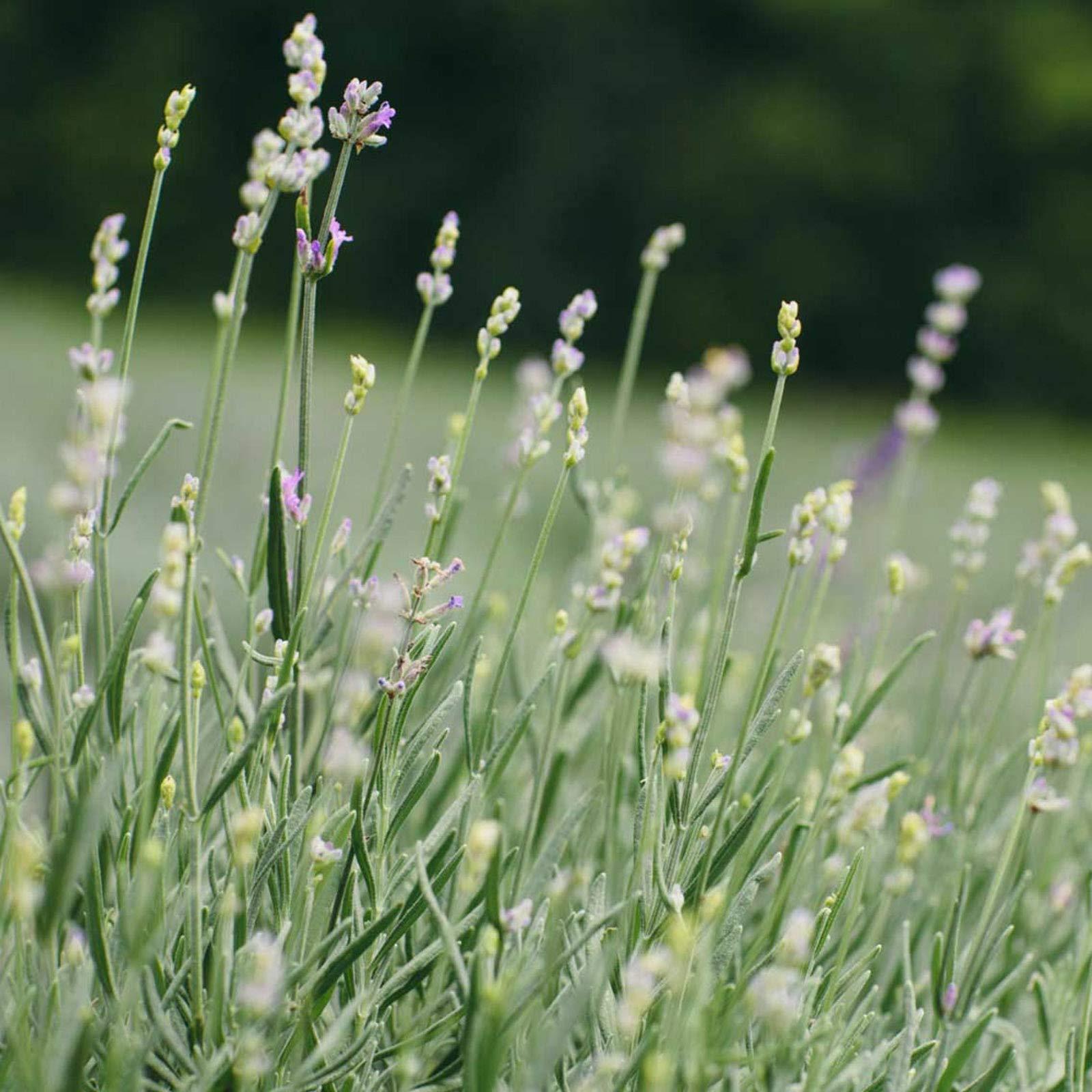 Tata Harper Tata Harper Illuminating Moisturizer, Hydrating Skin Illuminator, Moisturizer for Glow, Natural Skincare, 50ml