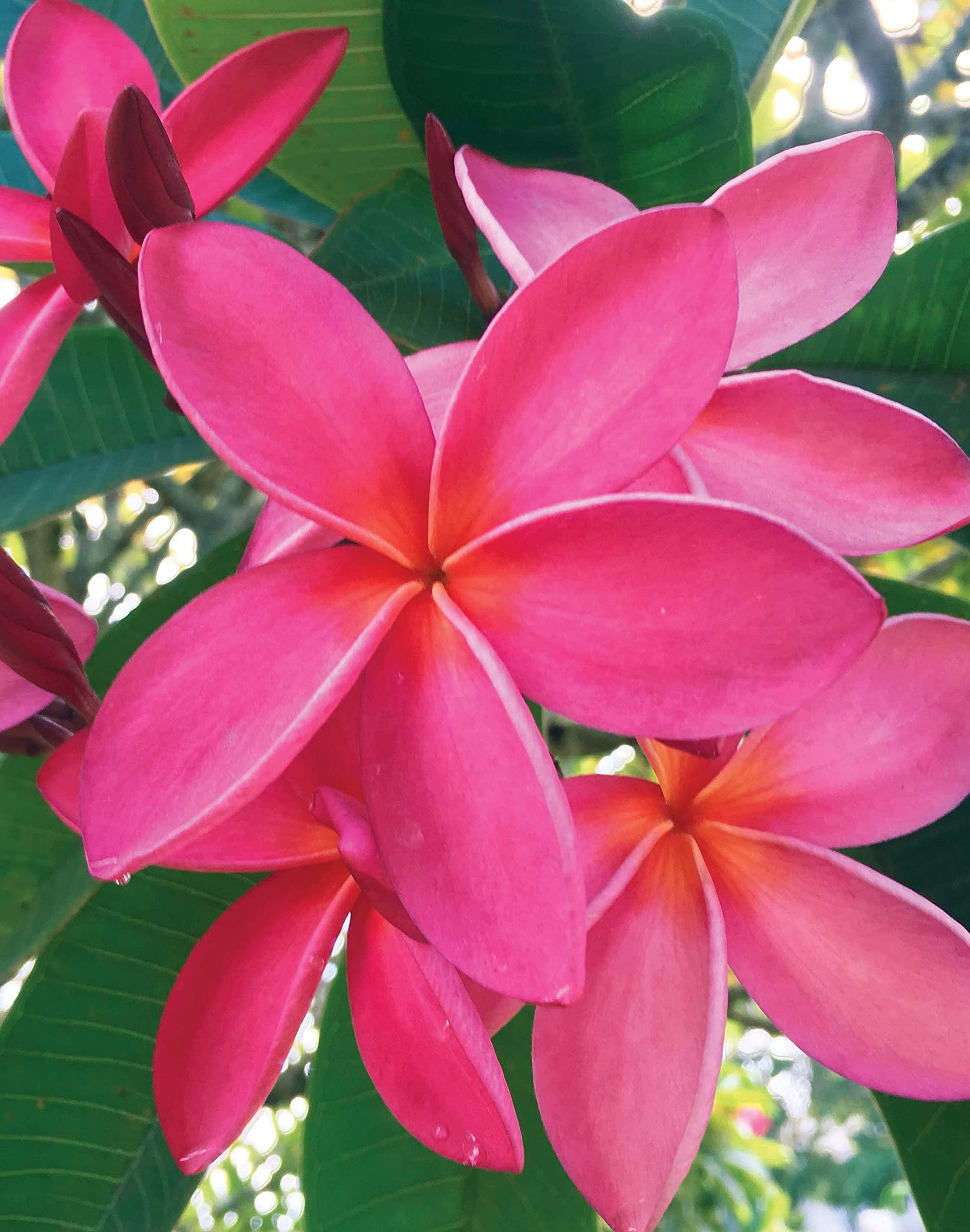 Island Soap & Candle Works Island Soap and Candle Works Plumeria Blossom Scented Body Lotion for Men and Women, Paraben Free Body Moisturizer - Hydrating Hawaiian Skincare - 8.5 Fl Oz. Bottle