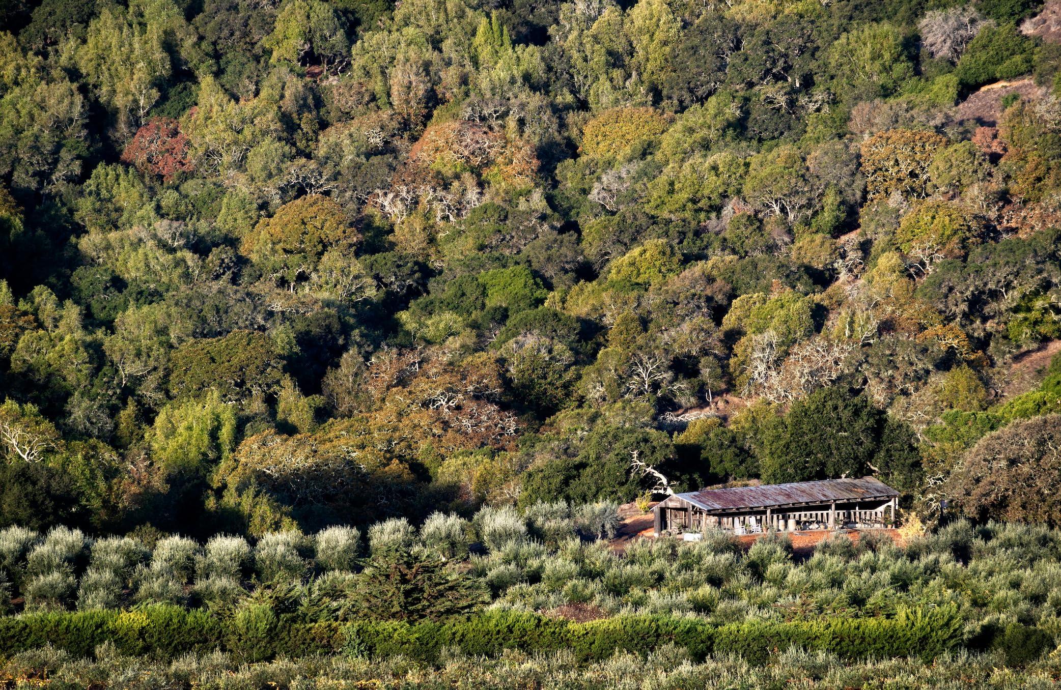 McEvoy Ranch McEvoy Ranch Unscented Shower Gel & Bubble Bath (2-pack) by ODE Olive Oil Beauty, Foaming Wash, Organic Extra Virgin Olive Oil Hydrate While You Cleanse, California Made