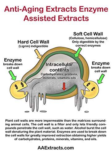 Anti-Aging Extracts Anti-Aging Extracts Green Tea Extract – Advanced Cosmeceutical Grade Green Tea Extract Liquid for Skincare and Haircare – Pure and Organic Green Tea Extract for Skin with Anti-Aging Properties – 8-oz
