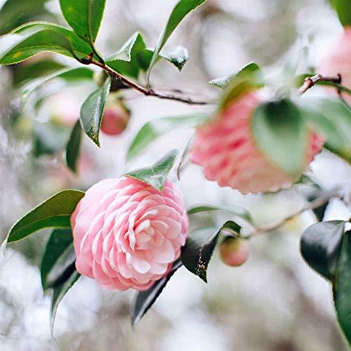 Tata Harper Tata Harper Nourishing Oil Cleanser, Multi-Vitamin Cleansing Oil & Makeup Remover, 100% Natural, Made Fresh in Vermont, 125ml